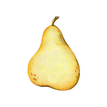 Bright yellow ripe pear, hand-painted with colored pencils, cartoon, isolated on a white background