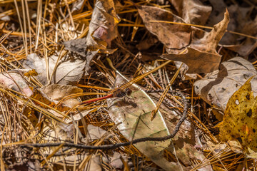 Red dragonfly perched on a leaf