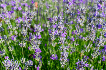 Obraz premium Many small blue lavender flowers in a garden in a sunny summer day photographed with selective focus, beautiful outdoor floral background.