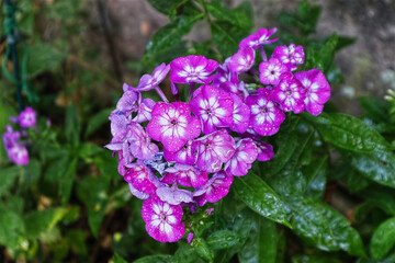 Blüten, Blumen, Garten, Nelken