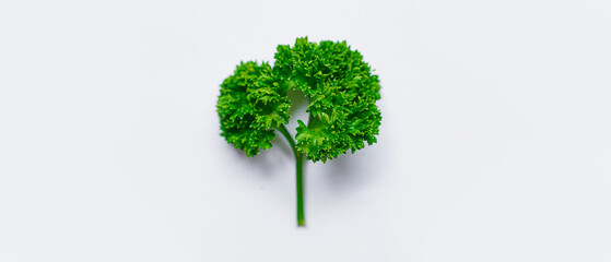 parsley on a white background