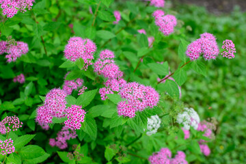 Close up of large branch with delicate pink flowers of Spiraea nipponica genpei shrub in full bloom and a small Green June Bug, beautiful outdoor floral background of a decorative plant