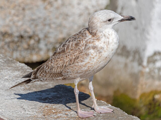 White and grey seagull
