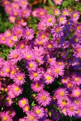 Autumn aster in the Evening light