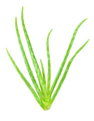 Green fresh aloe vera isolated on white background with PNG. Nature health care herb that can be used for cure damage skin.