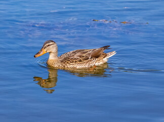 Mallard duck close-up on pond water in summer