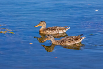 Mallard duck close-up on pond water in summer