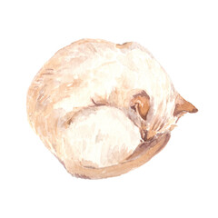Red cat sleeping curled up. Realistic watercolor illustration, isolated on transparent background.