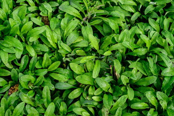 Texture with many fresh vivid green leaves in an autumn garden, beautiful outdoor monochrome background.