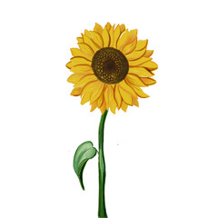 Obraz premium Sunflower Theme Png Format With Transparent Background