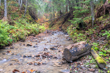 stream in the forest
