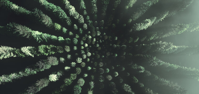 Winter Forest Geometric Crop Circles Tree , top view ,3d render, Panoramic