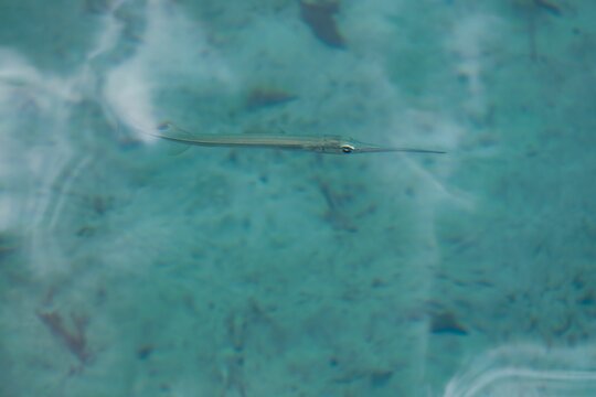 Closeup shot of a keeltail needlefish in the Bacalar Lagoon Lake, Mexico