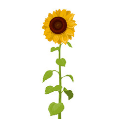 Sunflower Theme Png Format With Transparent Background
