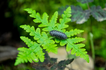 Common pill-big on a fern. Also called a potato bug, roly-poly, doodle bug. Common Pill Woodlouse, Armadillidium vulgare