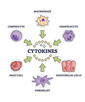 Cytokines Releasing Cells List For Immune System Response Outline Diagram. Labeled Educational Scheme With Macrophage, Granulocyte, Endothelial, Fibroblast, Mast And Lymphocyte Vector Illustration.