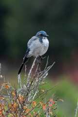 Fototapeta premium Juvenile California scrub jay perching on poison oak in fall. Aphelocoma californica. 