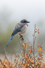 Obraz premium Juvenile California scrub jay perching on poison oak in fall. Aphelocoma californica. 
