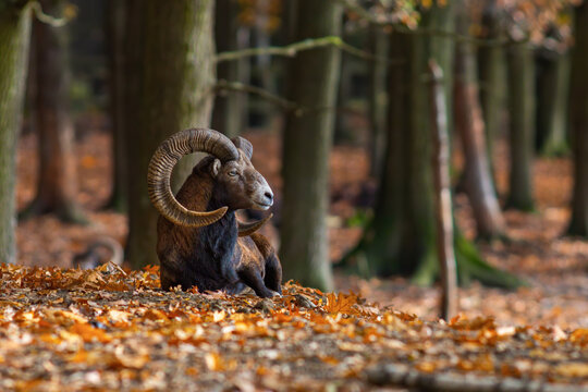 Male mouflon in the autumn forest