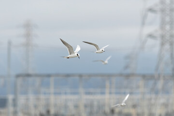 Urban wildlife. Foster's Terns, Sterna forsteri, flying in front of a power plant in the San Francisco Bay Area.