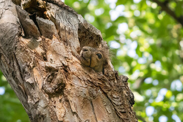 A Fox Squirrel tucked inside a tree cavity sticks its nose and head out.