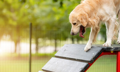 Golden retriever dog exercising in the park outdoor at autumn. Purebred doggy pet walking on the platform with tonque out