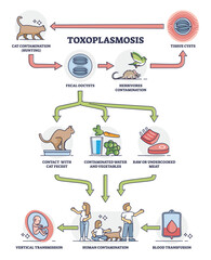 Taxoplasmosis illness and parasitic disease contamination outline diagram. Labeled educational medical scheme with cat toxoplasma impact on human transmission and blood transfusion vector illustration