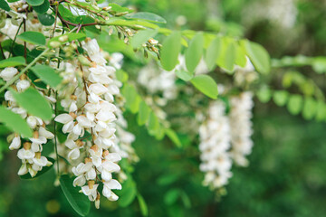 Spring blooms of white acacia. A branch of white ocacia with flowers in spring, seasonal flowering of trees.