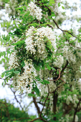 Spring blooms of white acacia. A branch of white ocacia with flowers in spring, seasonal flowering of trees.