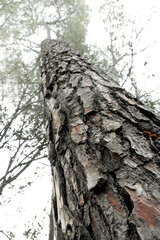 Mediterranean pine trunk seen from below on a day with thick fog