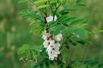 Spring blooms of white acacia. A branch of white ocacia with flowers in spring, seasonal flowering of trees.