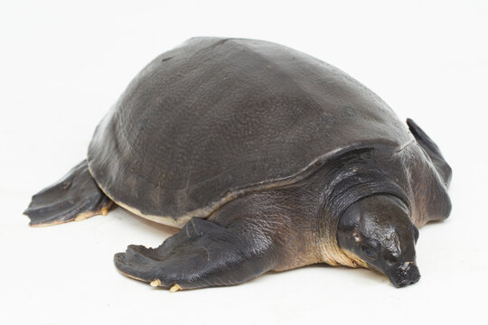 Pig-nosed turtle or Fly River turtle Carettochelys insculpta isolated on white background.
