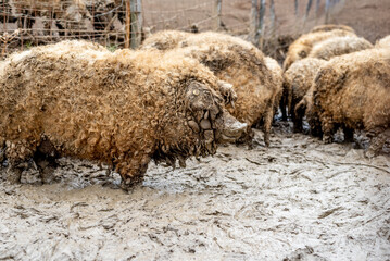 Mangalica a Hungarian breed of domestic pig on the farm