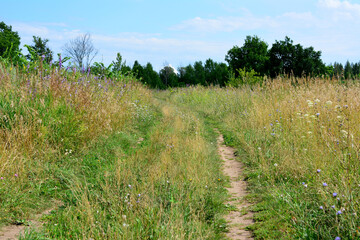 Obraz premium country road overgrown with grass going to horizon with green trees