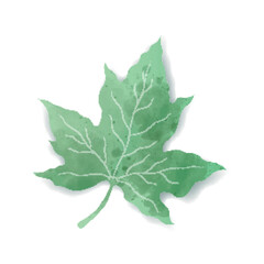 Green maple leaf watercolor style illustration.