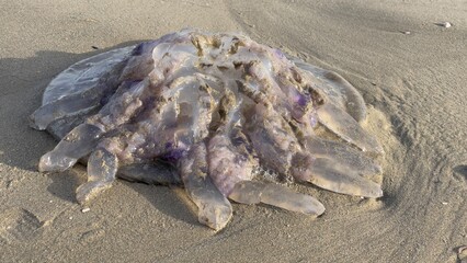 M&eacute;duse et ses tentacules morte sur le sable