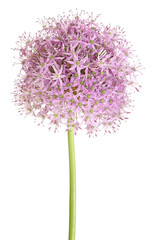 Fleur d'Allium d'ornement rose