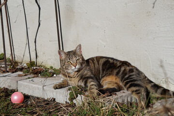 Süße Katze Haustier Streuner Kätzchen Sitz Bewegung Sprung Spiel
