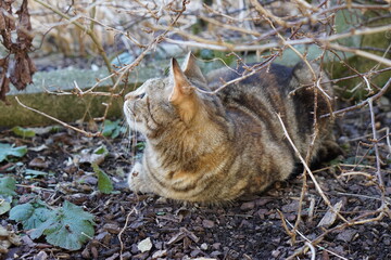 Süße Katze Haustier Streuner Kätzchen Sitz Bewegung Sprung Spiel