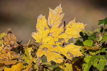 Fototapeta na wymiar Yellow autumn maple leaves against the blue sky.