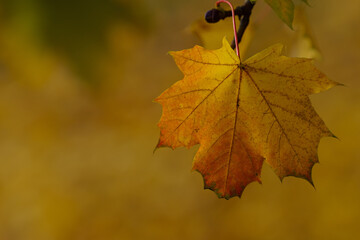 Einzelnes Ahormblatt am Ast vor gelben Hintergrund