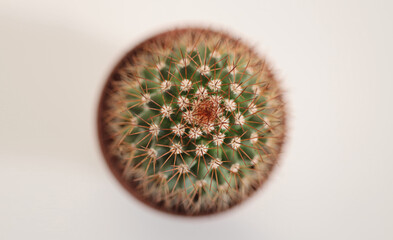 Cactus succulent plant. Minimalism still life. Top view. Beige color tone.