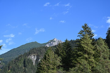 pine forest in the mountains