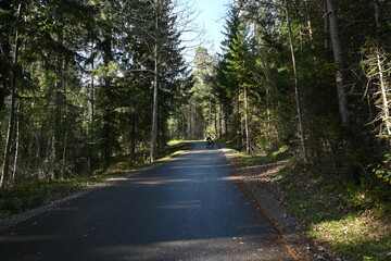 Obraz premium road in the forest