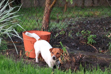 A little Jack Russell Terrier dog is digging a hole in the backyard. Mały piesek Jack Russell Terrier kopie dziurę na podwórku. © jarizPJ