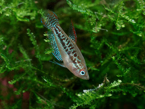 Sparkling gourami (Trichopsis pumila) eating bloodworm in patch of Taiwan moss (Taxiphyllum alternans)