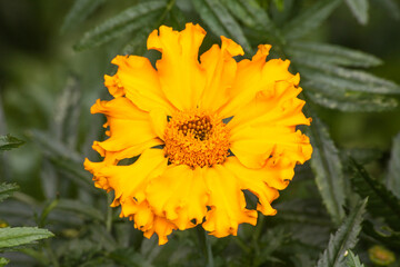 Marigold Flower (Tagetes erecta) 2899