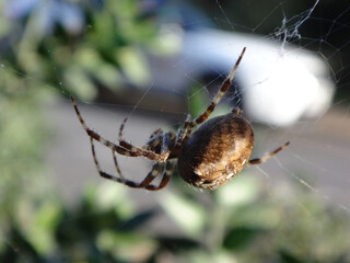Female garden spider (Araneus diadematus) hanging from its net with a white car passing in the background