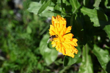 yellow flower in the garden