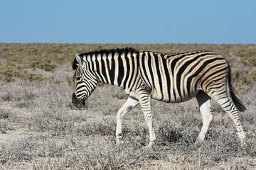 Zebra (Equus quagga) im Etoscha Nationalpark in Namibia. 